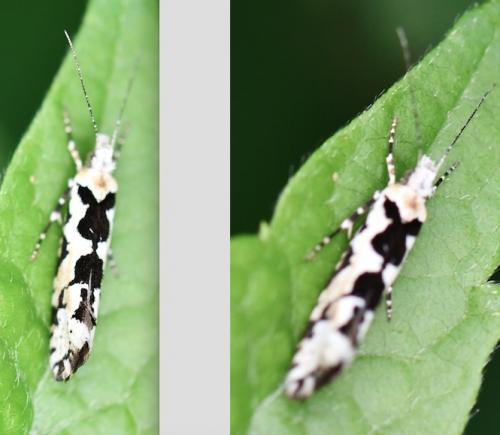 Réf. 284 359 : Ypsolopha sequella